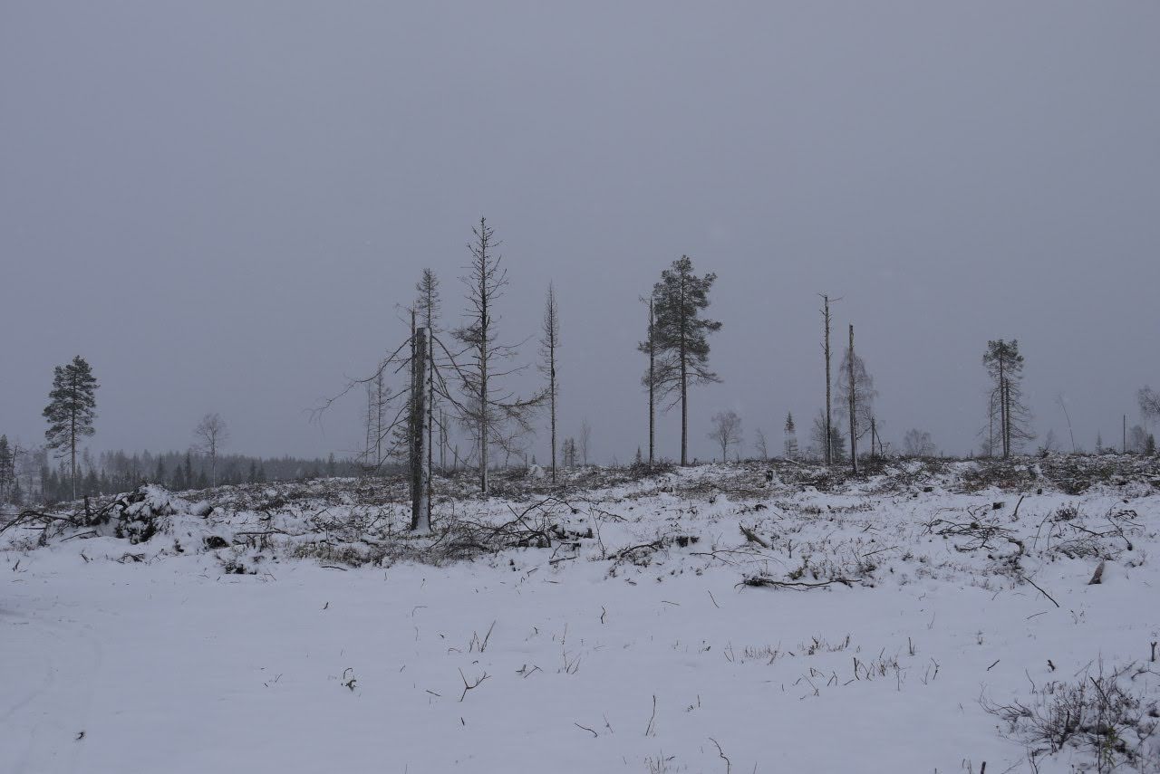 Sweden deforestation October 2021, copyright Klaartje Jaspers