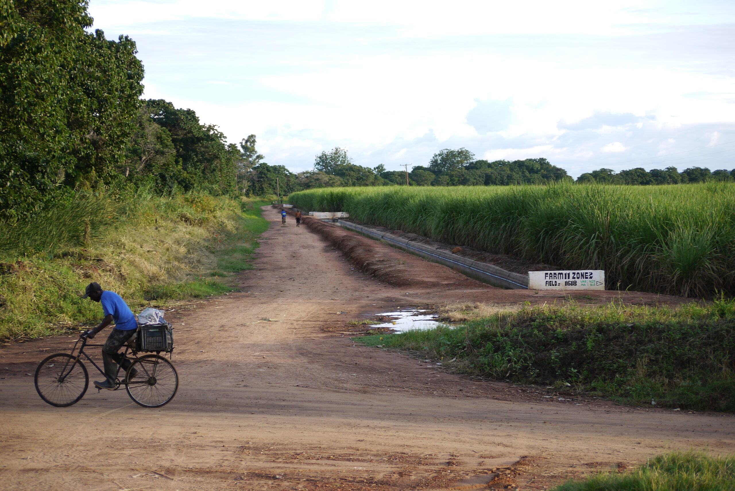 man cycling past sugar plantation, Mazabuka 2022 copyright Klaartje Jaspers