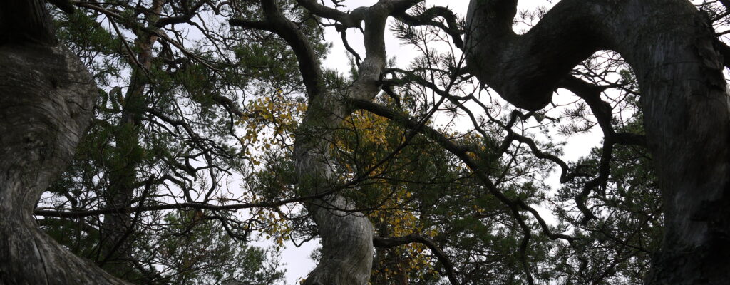 dead tree stockholm, old forest, photo by Klaartje Jaspers 2021